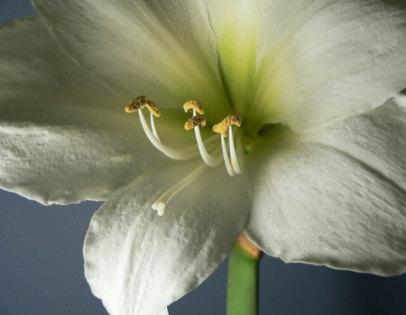 Amaryllis