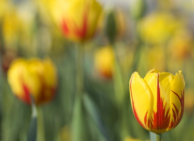 Tulips