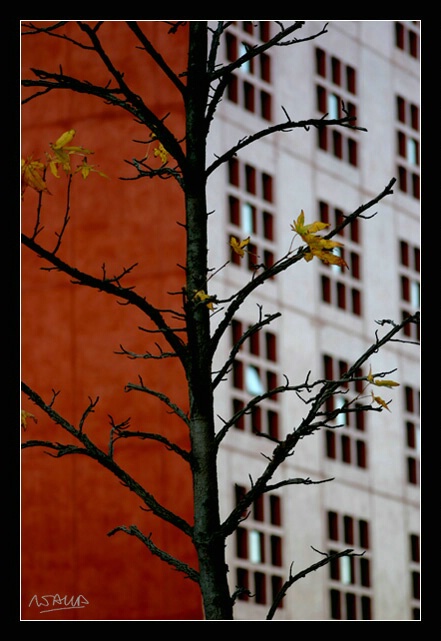 El Inquilino del Centro/ The Middle Tenant 