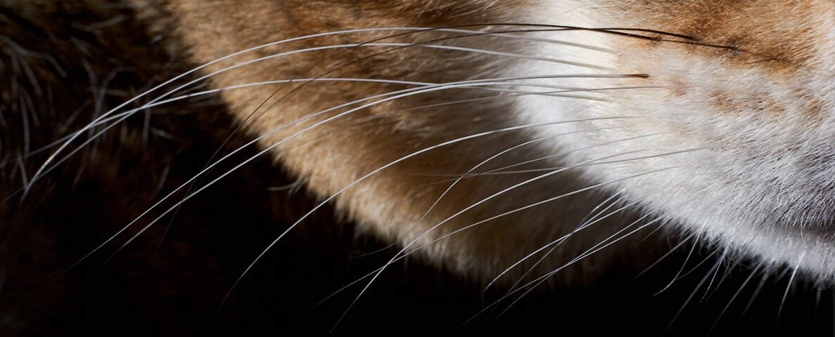 Whiskers