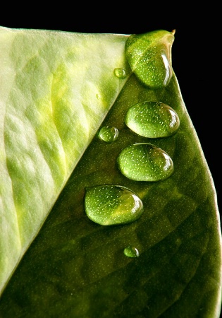 Drops on Green