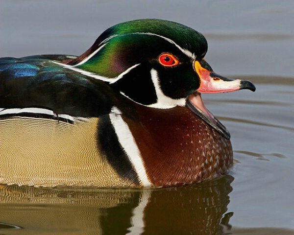 Donald Trump Combover