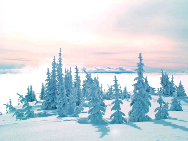 Cloud Garden