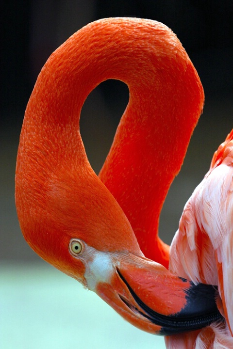 Flamingo