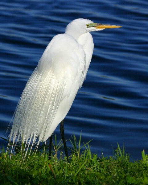 Great White Egret