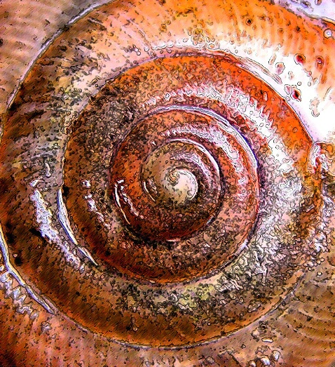 Snail shell detail