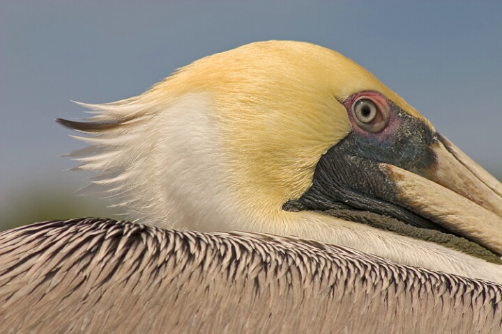 Pelican coif