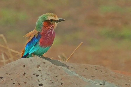 Lilac-breasted Roller