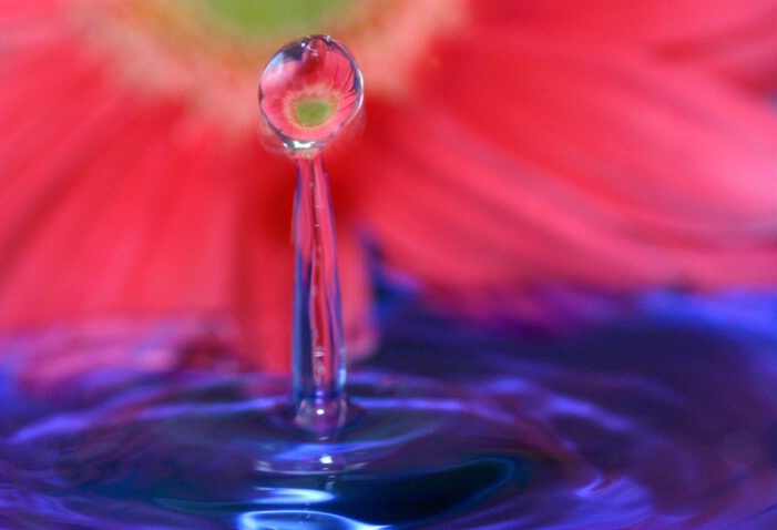 ~ A Drop of Gerbera ~