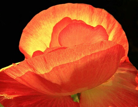 Flower in Glow