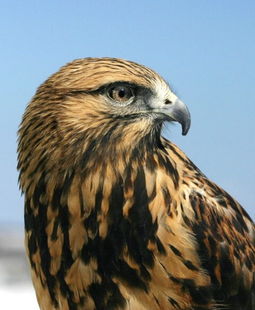 Rough Legged Hawk