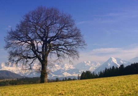 Sunny Alps