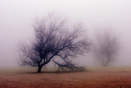 Foggy Morning Whispers