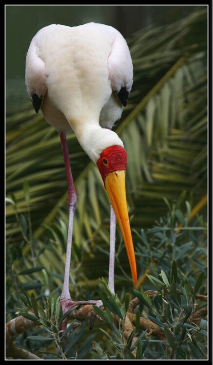 Stork