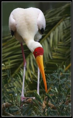 Stork