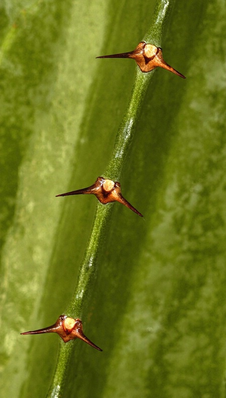 thorns - ID: 792968 © Michael Cenci