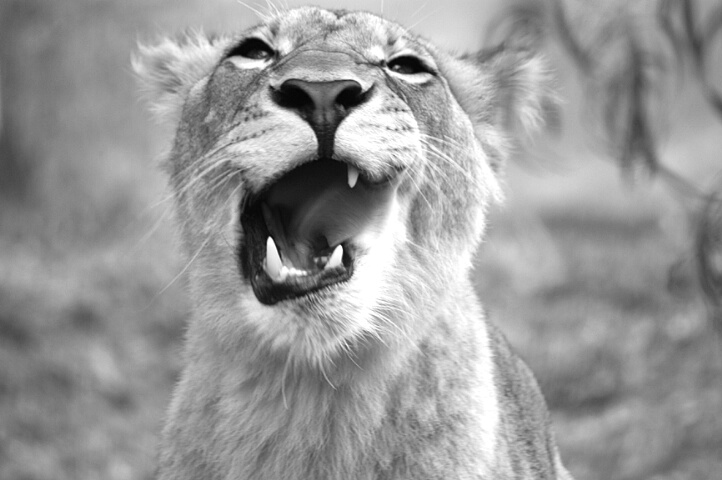 I am Lioness ... Hear Me Roar