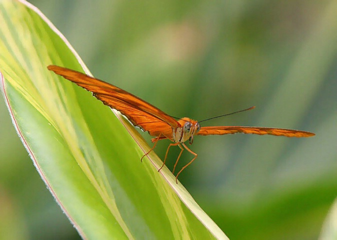 Preflight of the Dryas Julia