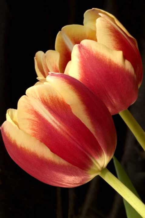 2 Tulips