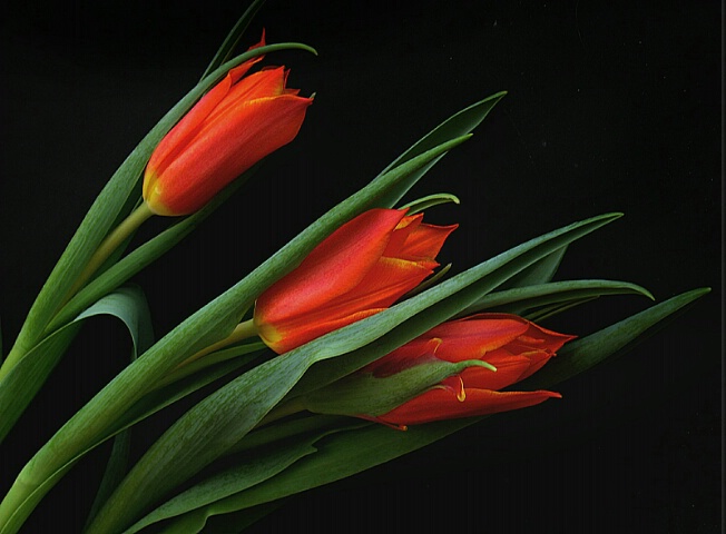 Tulip trio