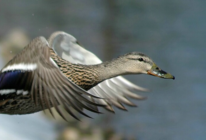 Expressions In Flight