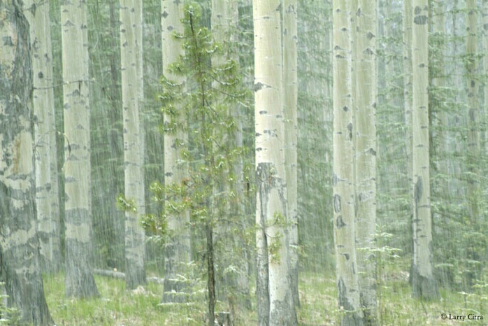 Aspens in Hail Storm