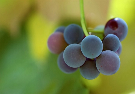 Grapes