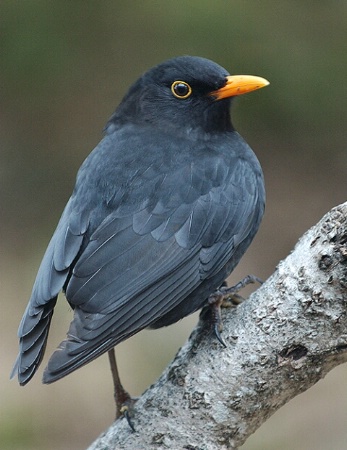 Ouzel