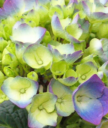 hydrangea