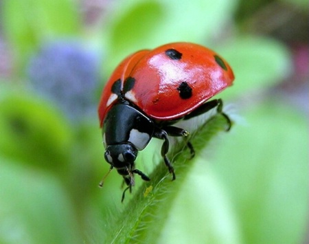 Snacking on Aphids