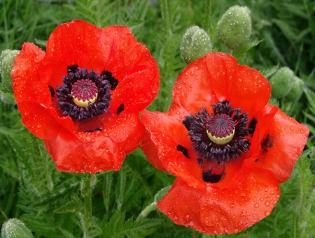 Red Poppy Duo