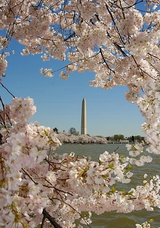 Cherry Blossoms