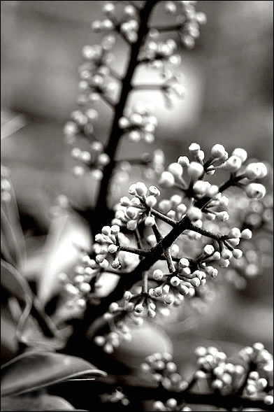 Schefflera Bloom