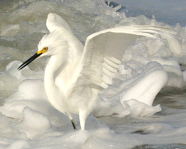 Playing in the Surf