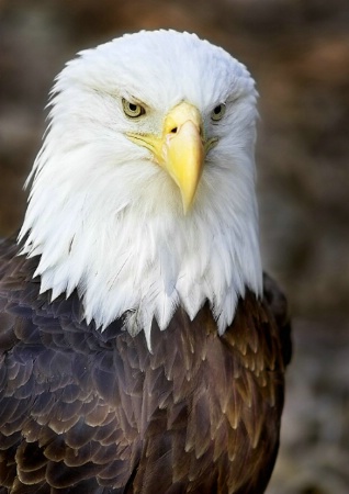 American Bald Eagle