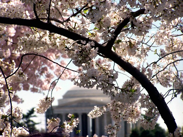  Jefferson  Memorial  kissed with Blossoms