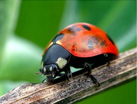 Ladybug