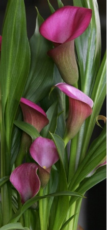 The Fabulous Five Calla"s