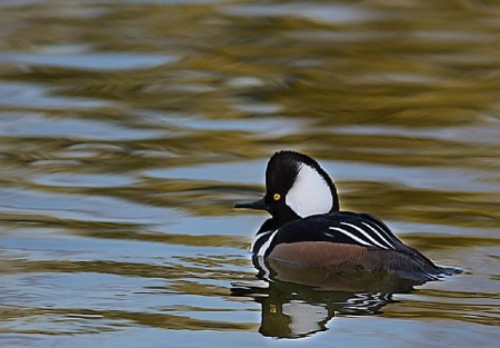 Hooded Merganser