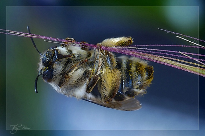 Circus Bumble Bee