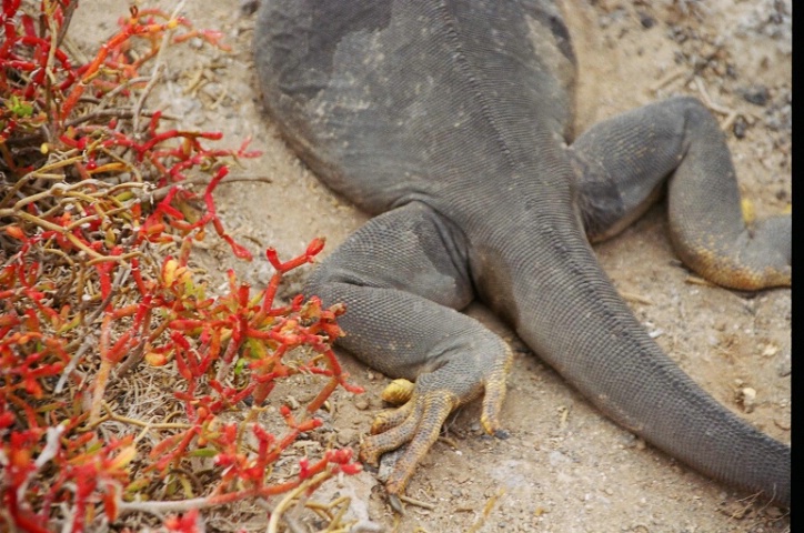 Iguana (after - close up)