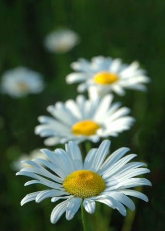 Daisies