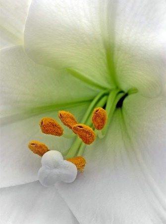 Easter Lily