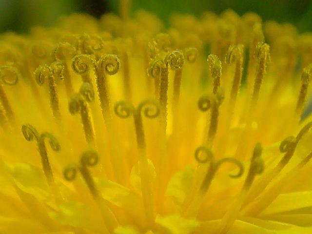 Dandy Curls