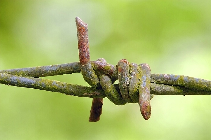 Barbed Wire