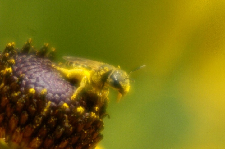 Different Bee on a Different Flower