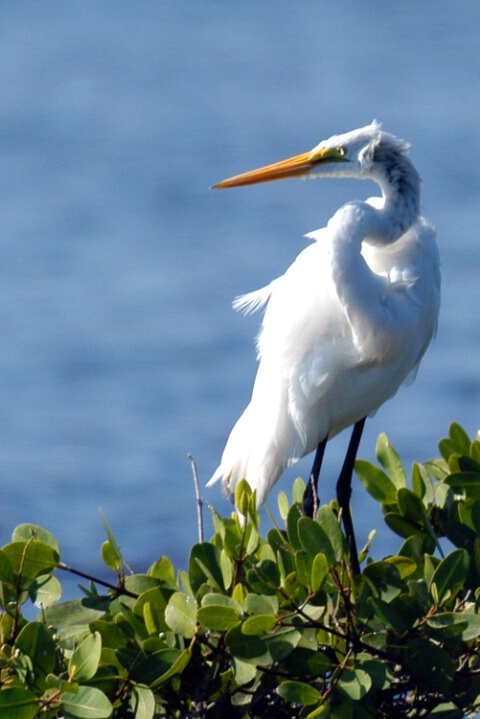 White Egret 