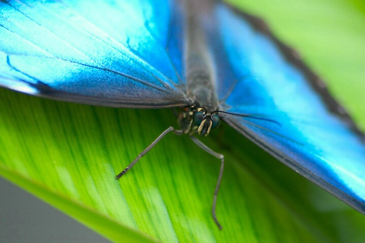 Blue Butterfly