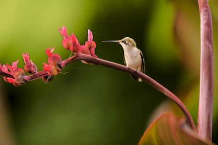 Humming Bird Don't Fly Away