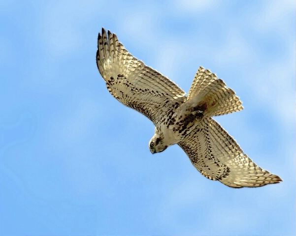 Hawk in Flight